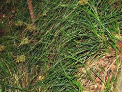 Image of Carex multispiculata