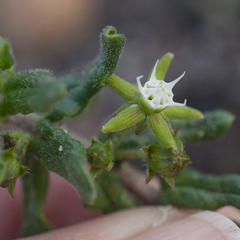 Aspidoglossum heterophyllum