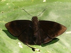 Aethilla echina echina