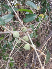 Maclura africana