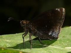 Aethilla echina echina