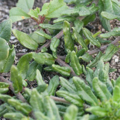 Aspidoglossum heterophyllum