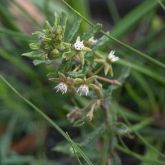 Aspidoglossum heterophyllum