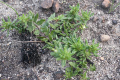 Aspidoglossum heterophyllum