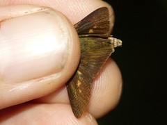 Quasimellana pandora