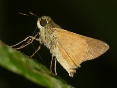 Quasimellana pandora