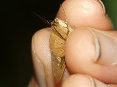 Quasimellana pandora