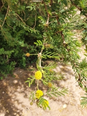 Vachellia xanthophloea
