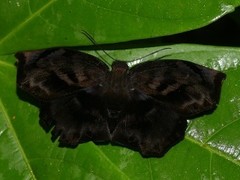 Achlyodes busirus heros