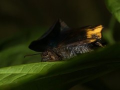 Achlyodes busirus heros
