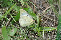 Colias poliographus