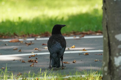 Corvus corone
