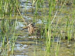 Gallinago gallinago