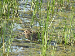 Gallinago gallinago