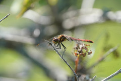 Sympetrum frequens