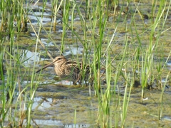 Gallinago gallinago