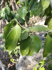 Drypetes reticulata