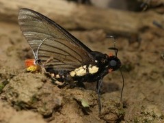 Mysarbia sejanus