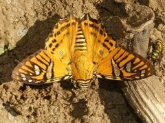 Myscelus nobilis