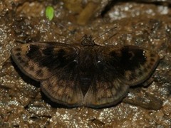 Nisoniades brunneata