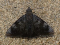 Pellicia