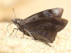 Pellicia