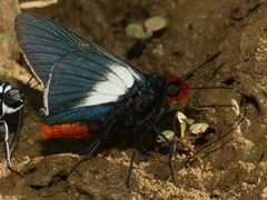 Pyrrhopygopsis socrates