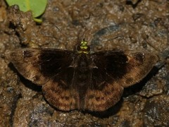 Gorgopas chlorocephala