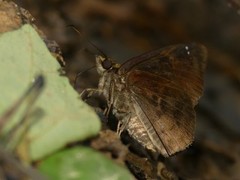 Gorgopas chlorocephala