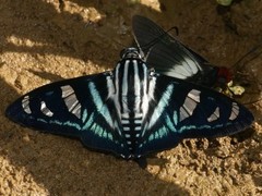 Jemadia gnetus