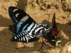 Jemadia gnetus