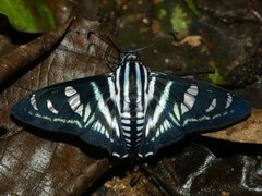 Jemadia gnetus