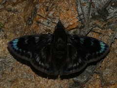 Mictris crispus crispus