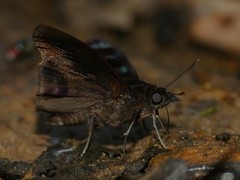 Mictris crispus crispus