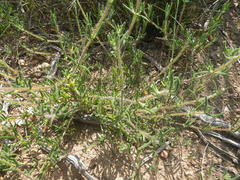 Drosanthemum calycinum