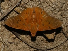 Dyscophellus erythras
