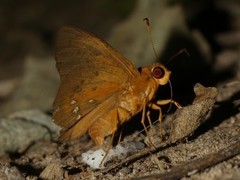 Dyscophellus erythras