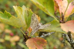 Hypomecis punctinalis