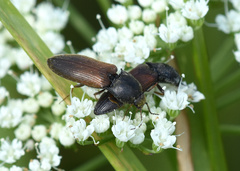 Agriotes ustulatus