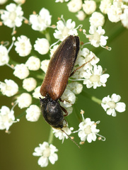 Agriotes ustulatus