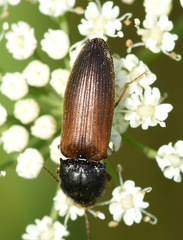 Agriotes ustulatus