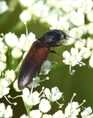 Agriotes ustulatus