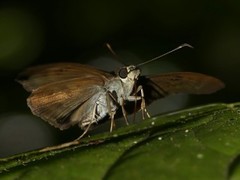 Myrinia