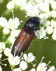 Agriotes ustulatus