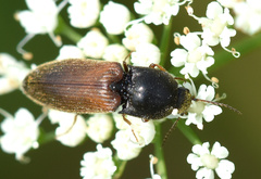 Agriotes ustulatus