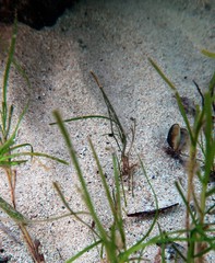 Stigmatopora narinosa