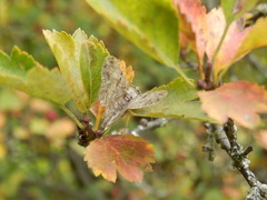 Hypomecis punctinalis