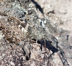 Oedipoda germanica meridionalis