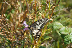 Papilio machaon hippocrates