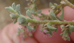 Aizoon cymosum